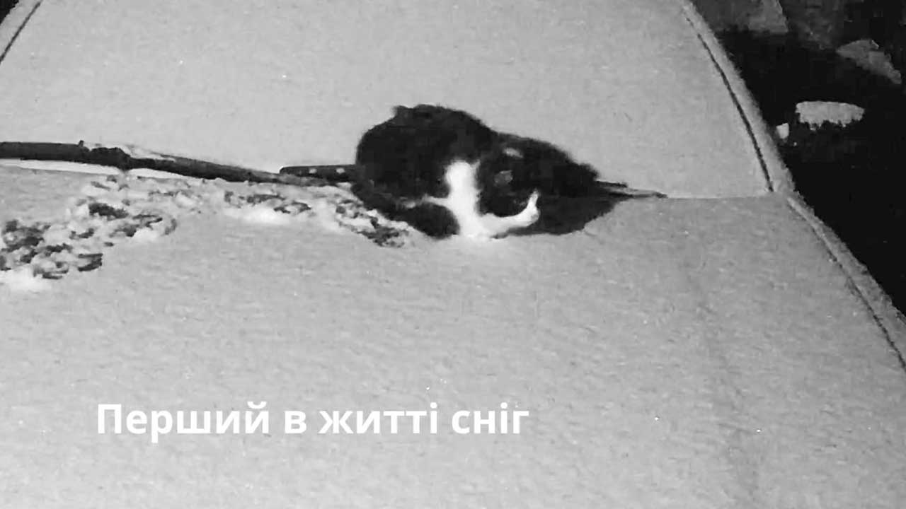 Перший в житті сніг